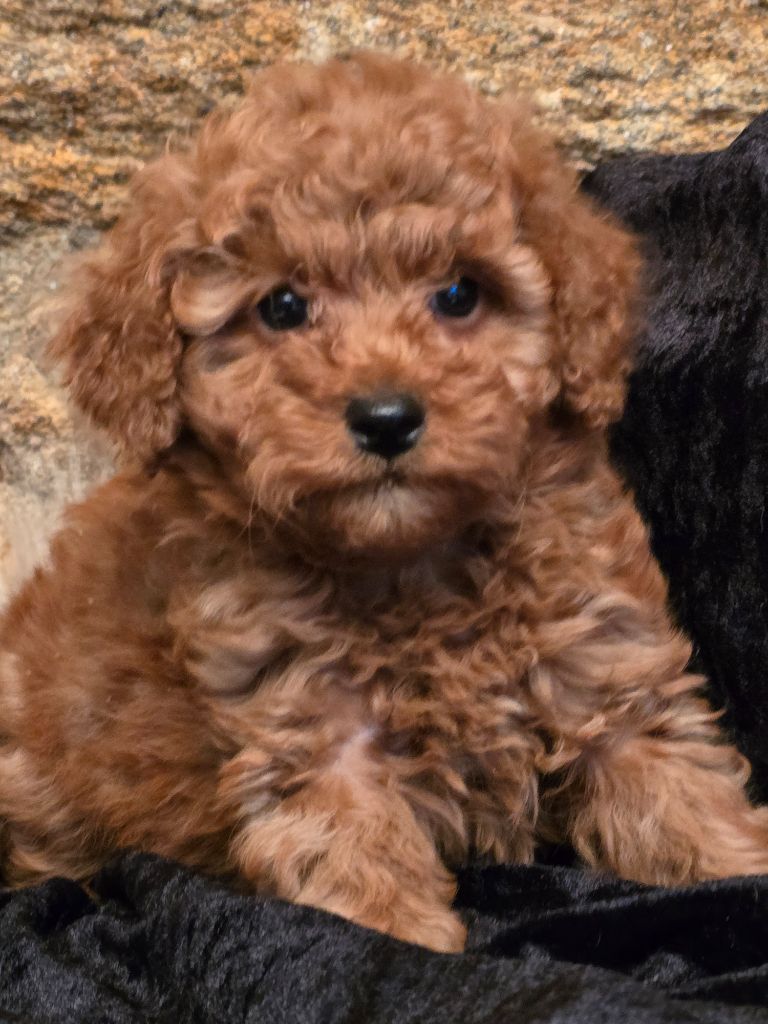 Des joyaux de freol - Caniche - Portée née le 16/09/2024